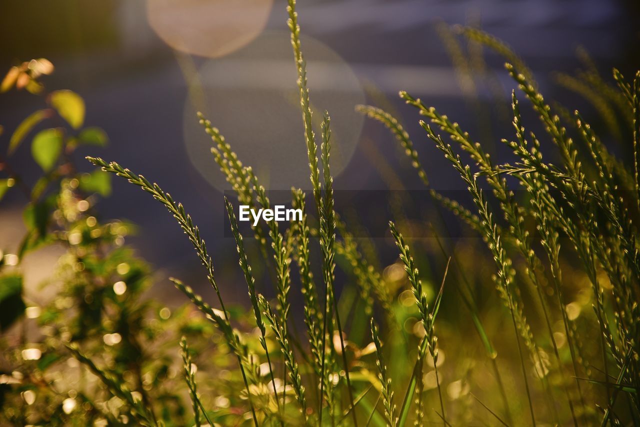 Close-up of plants growing on field