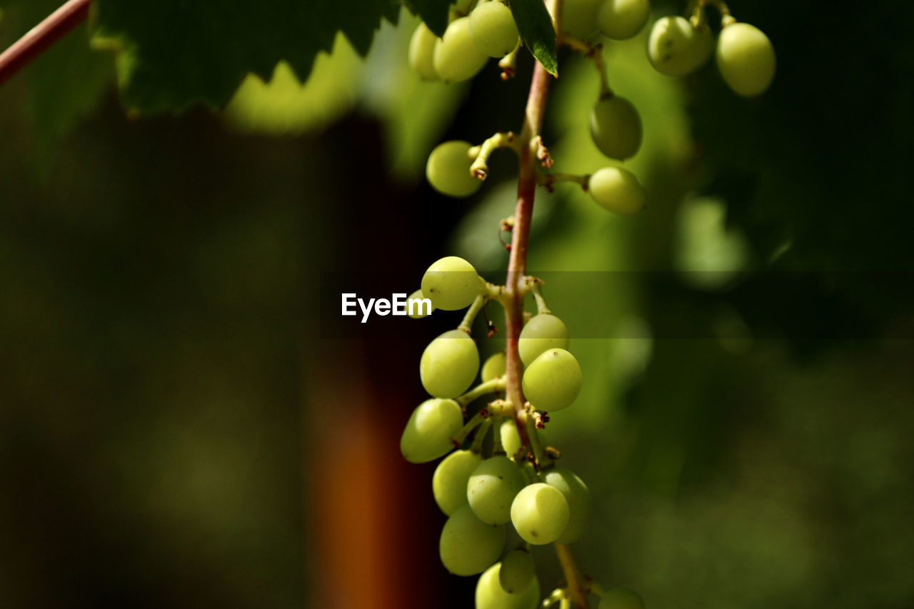 CLOSE-UP OF GRAPES GROWING IN VINEYARD
