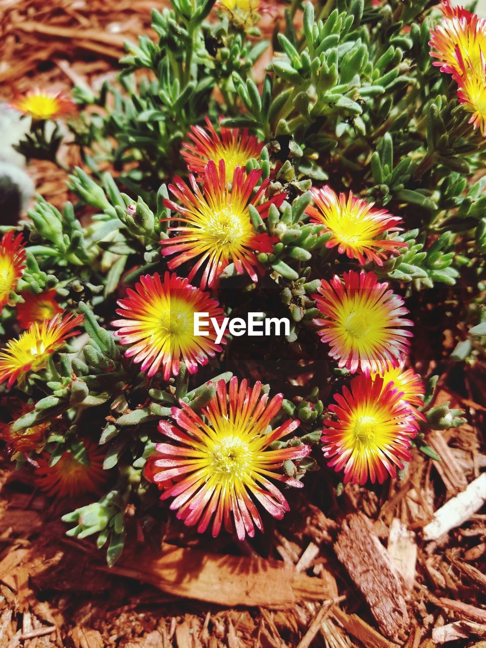 HIGH ANGLE VIEW OF MULTI COLORED FLOWERING PLANTS IN SUNLIGHT