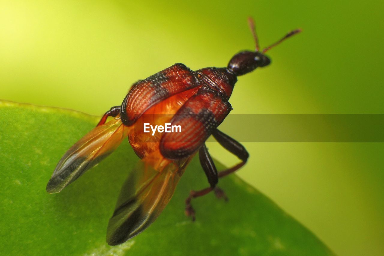 CLOSE-UP OF INSECT ON WHITE SURFACE