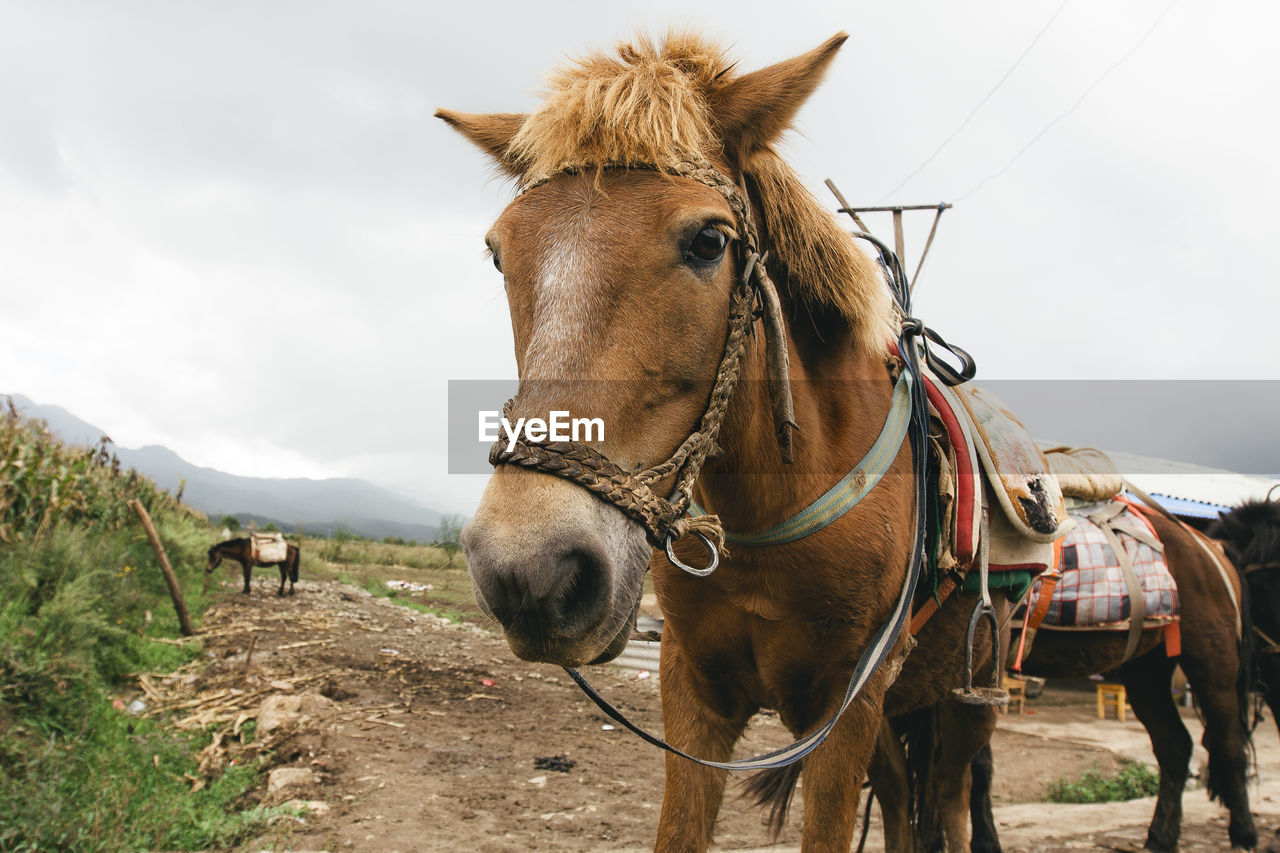 Close-up view of a horse 