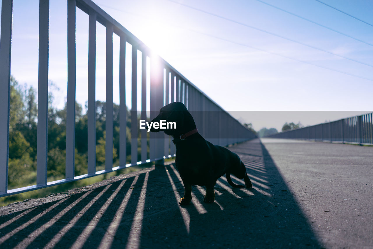 DOG STANDING BY RAILING