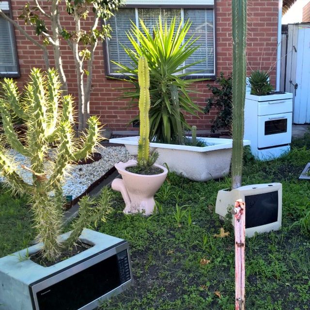 POTTED PLANTS IN YARD