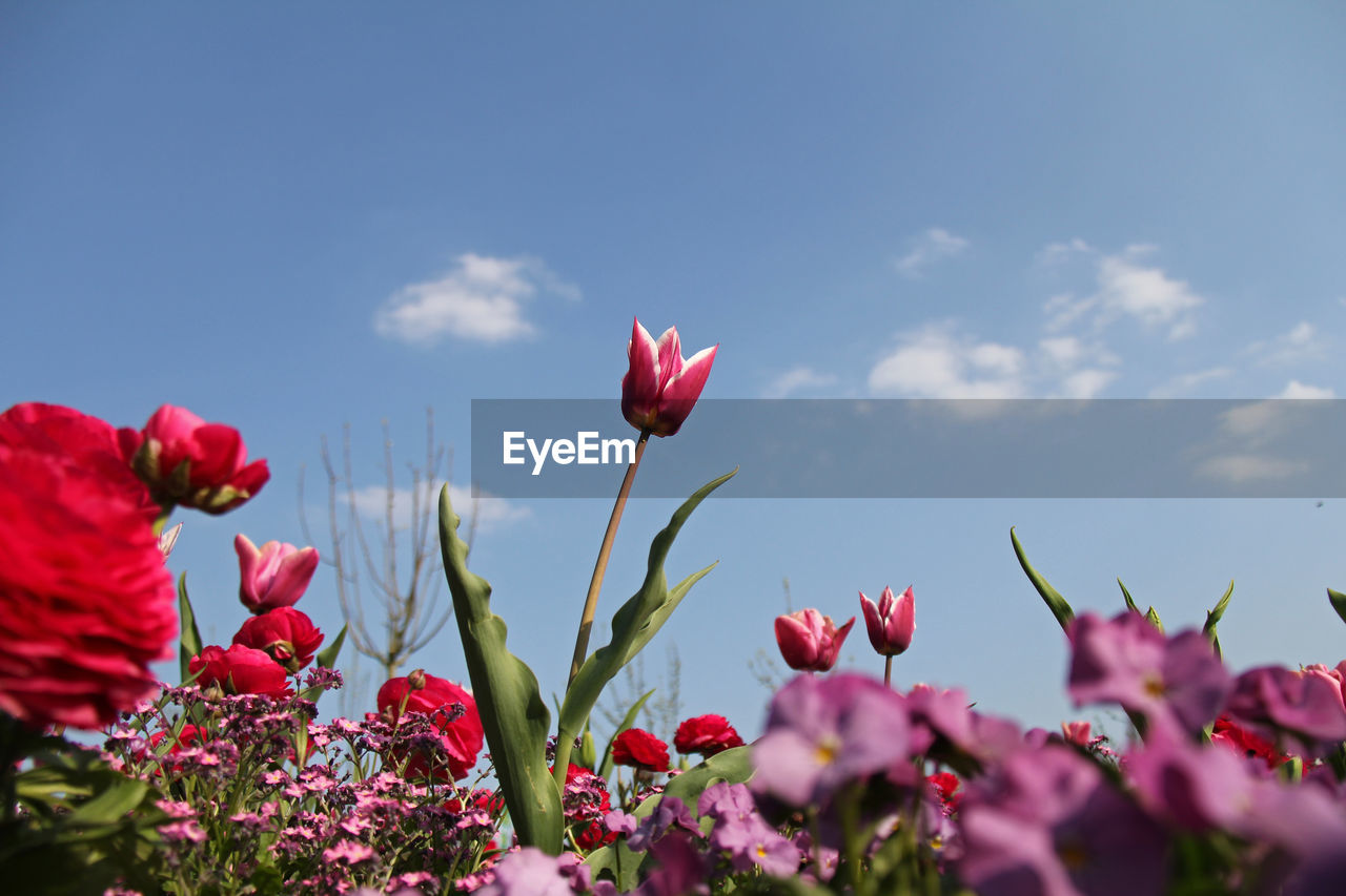 Low angle view of pink flowers against clear sky