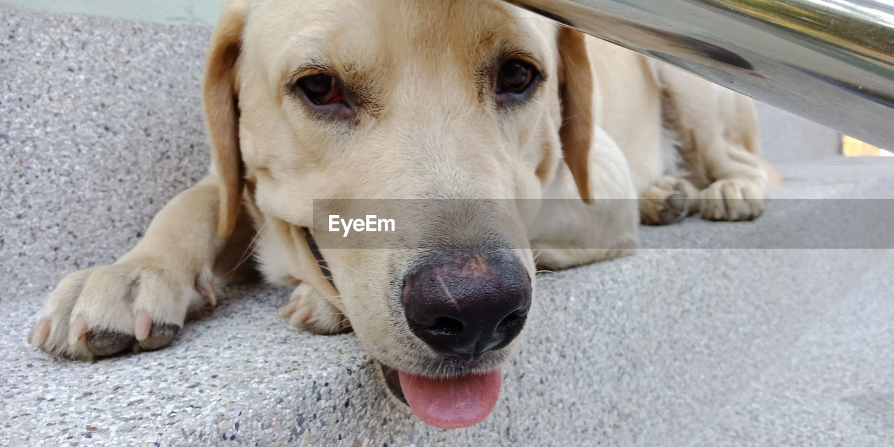 Close-up portrait of a dog