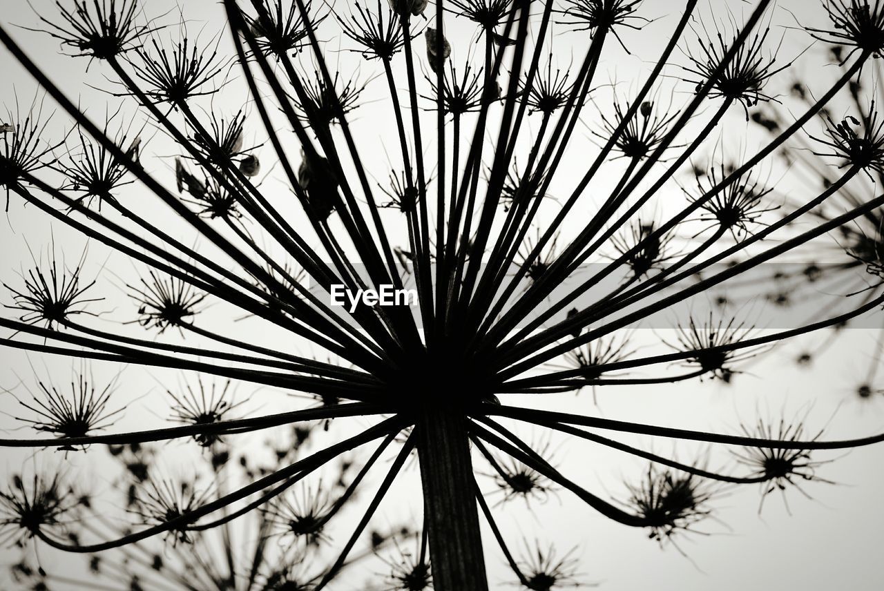 LOW ANGLE VIEW OF TREE AGAINST SKY