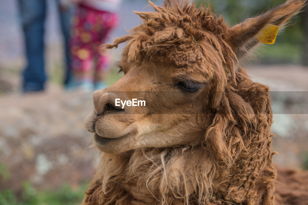 Close-up portrait of alpaca