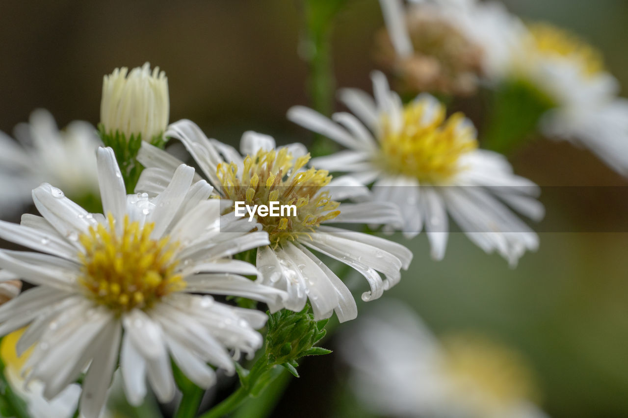 CLOSE-UP OF WHITE DAISY FLOWER