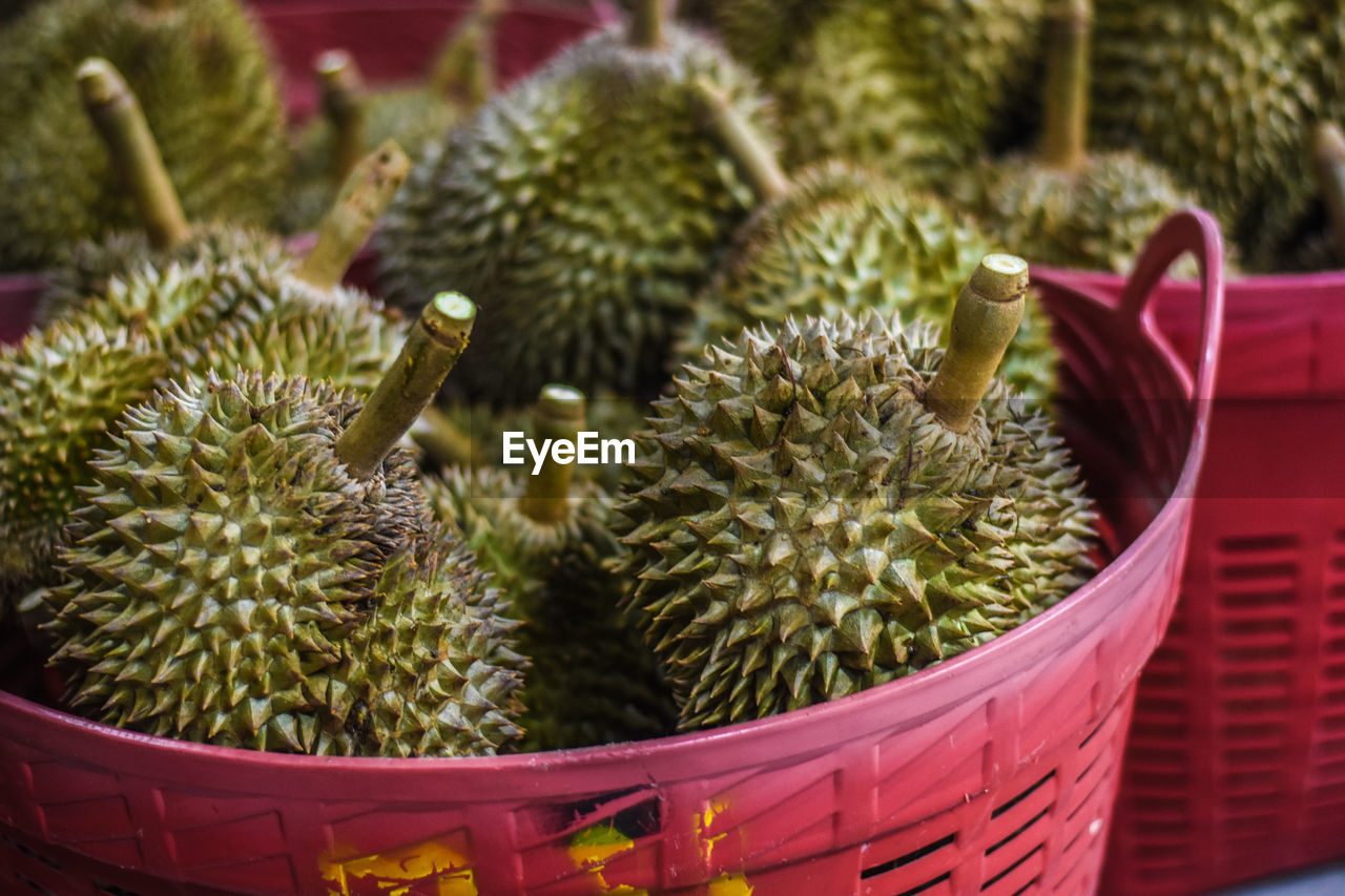 Close-up of succulent plant in basket