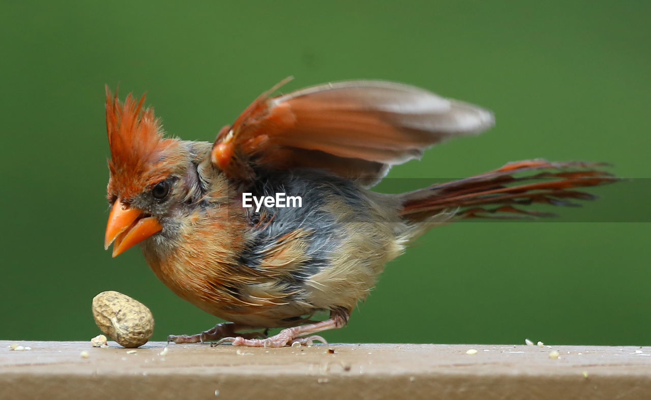 Close-up of bird with peanuts perching on railing