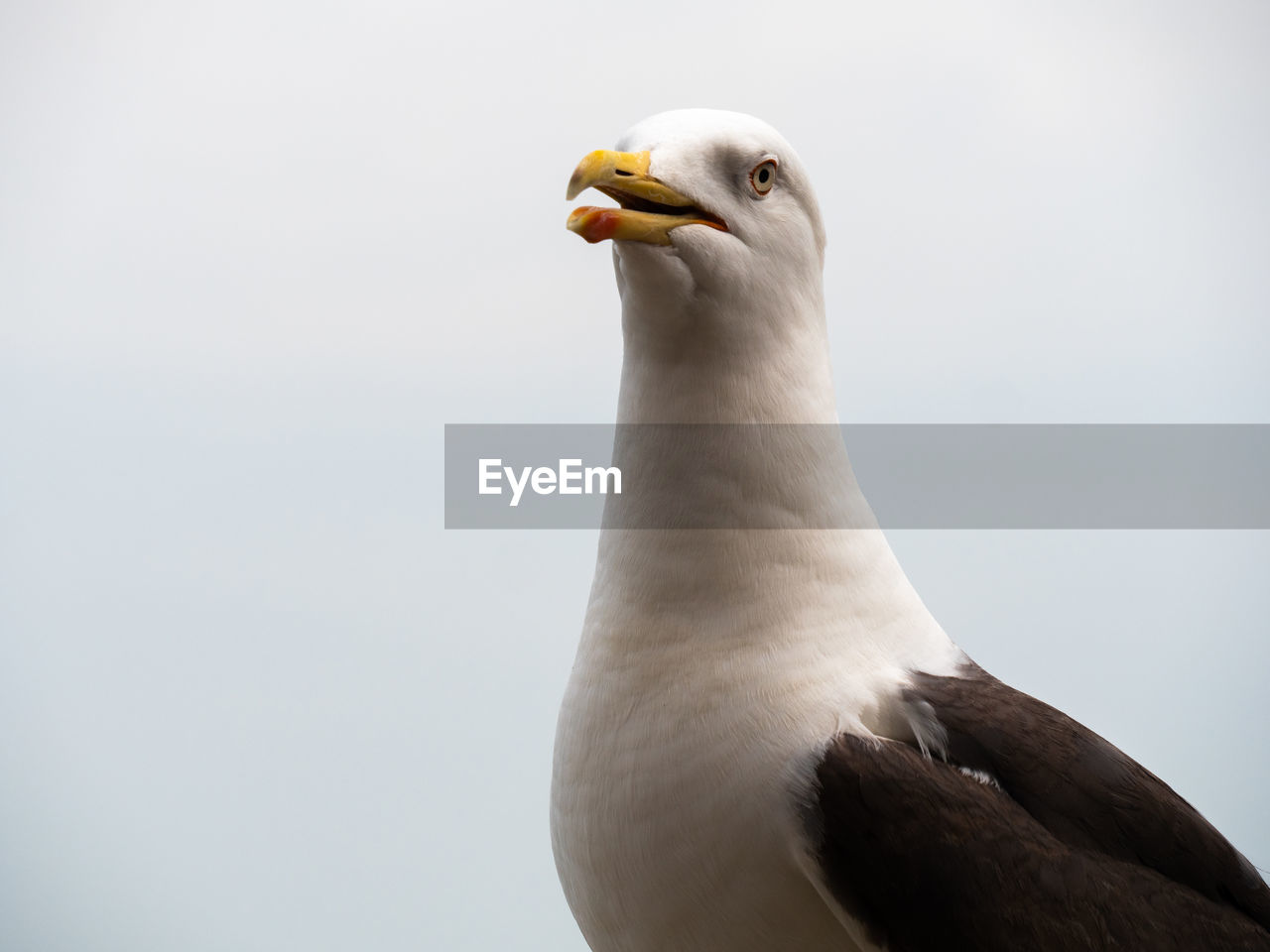 CLOSE-UP OF SEAGULL AGAINST WHITE WALL