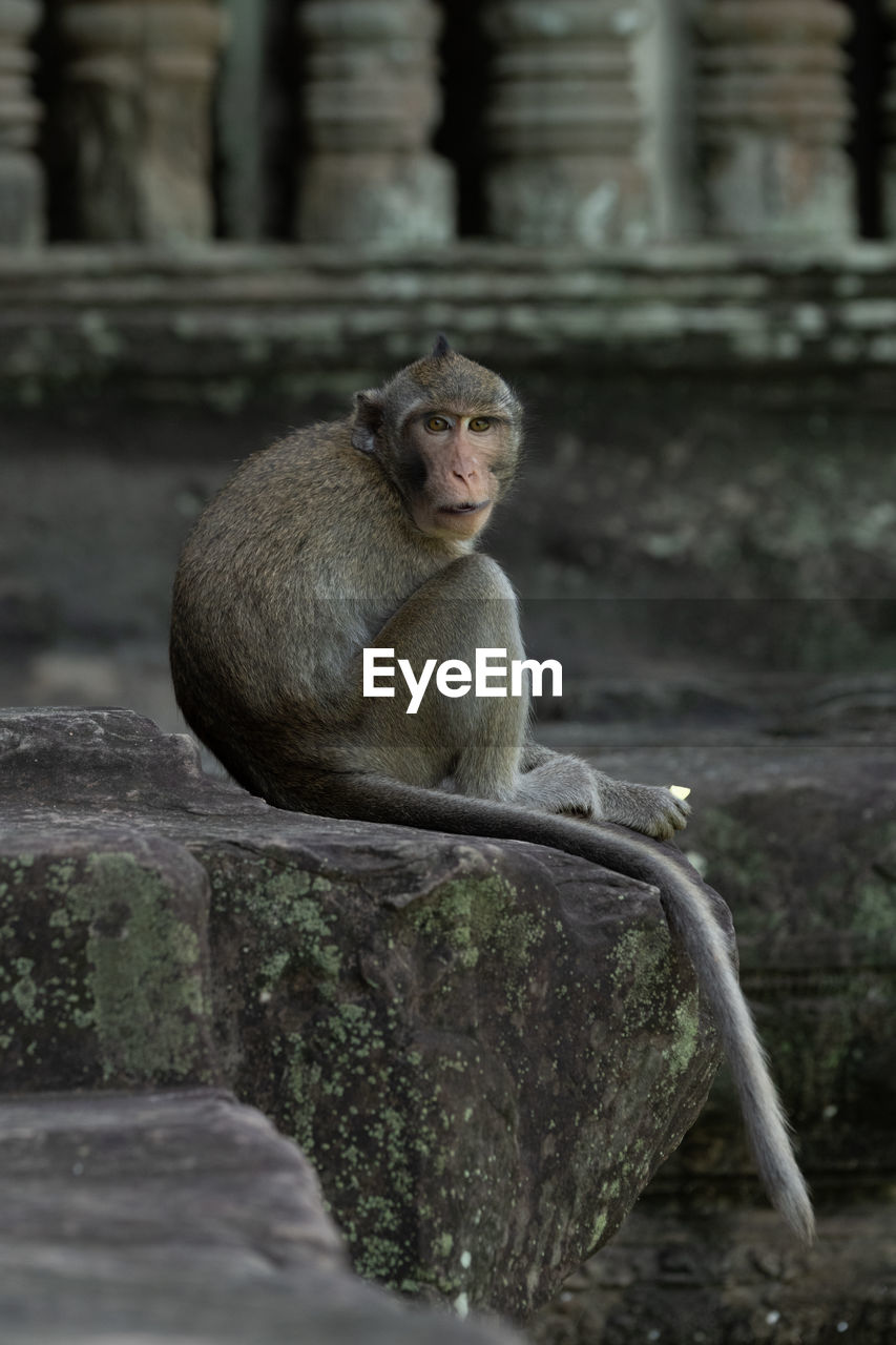 Long-tailed macaque at angkor wat faces camera