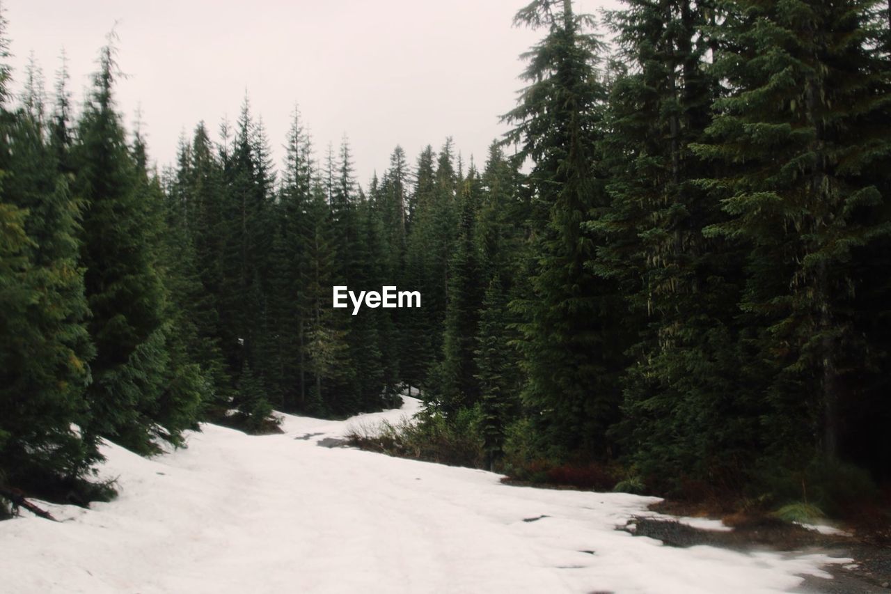 ROAD BY TREES IN FOREST AGAINST SKY