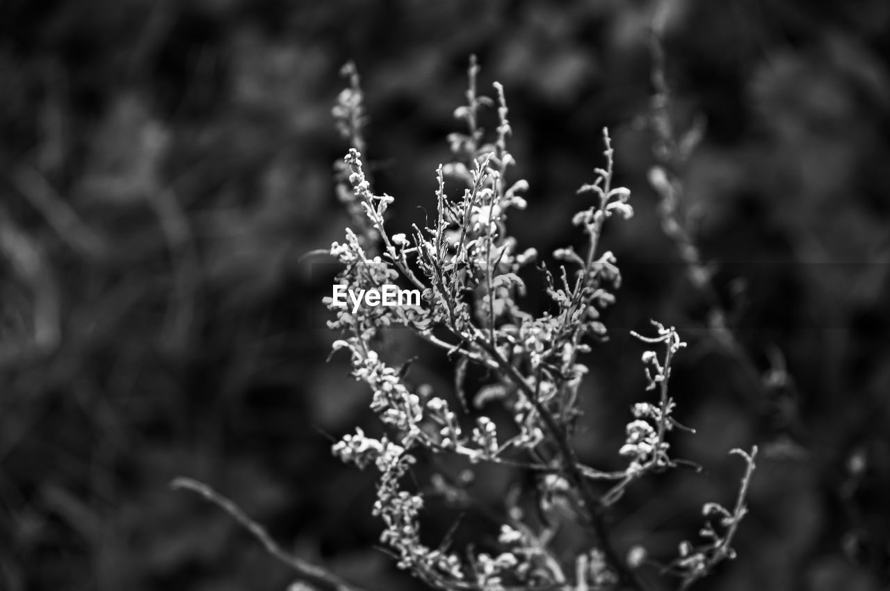 Close-up of frozen plant