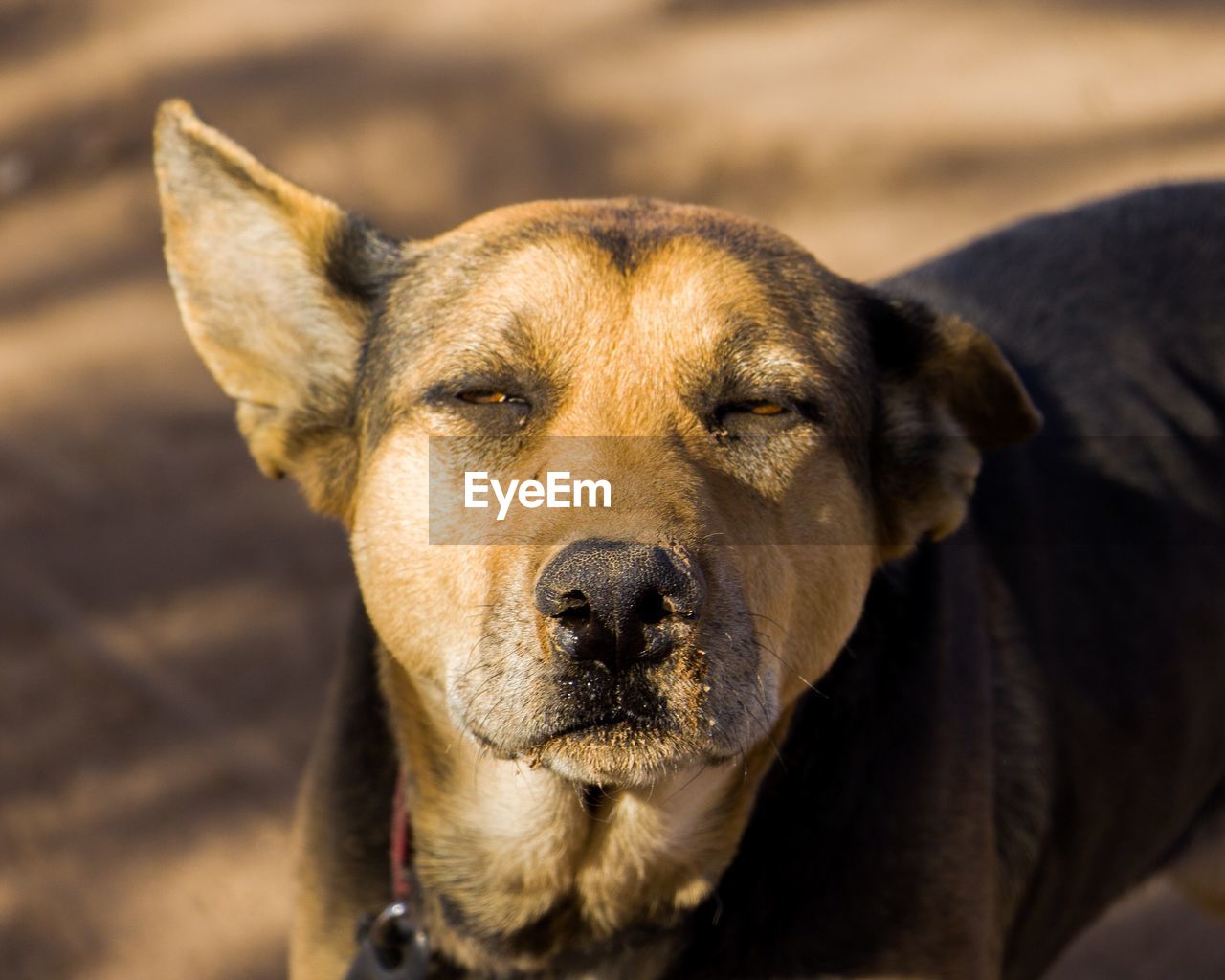 Close-up portrait of dog