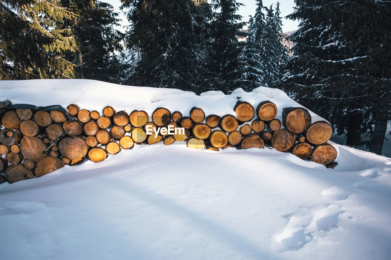 Snow covered stack of logs against trees in forest