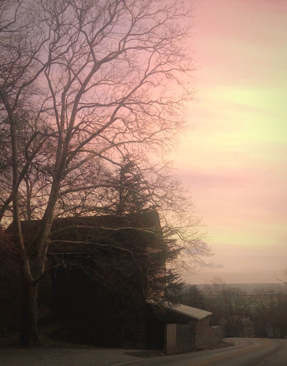 VIEW OF BARE TREES AGAINST SUNSET