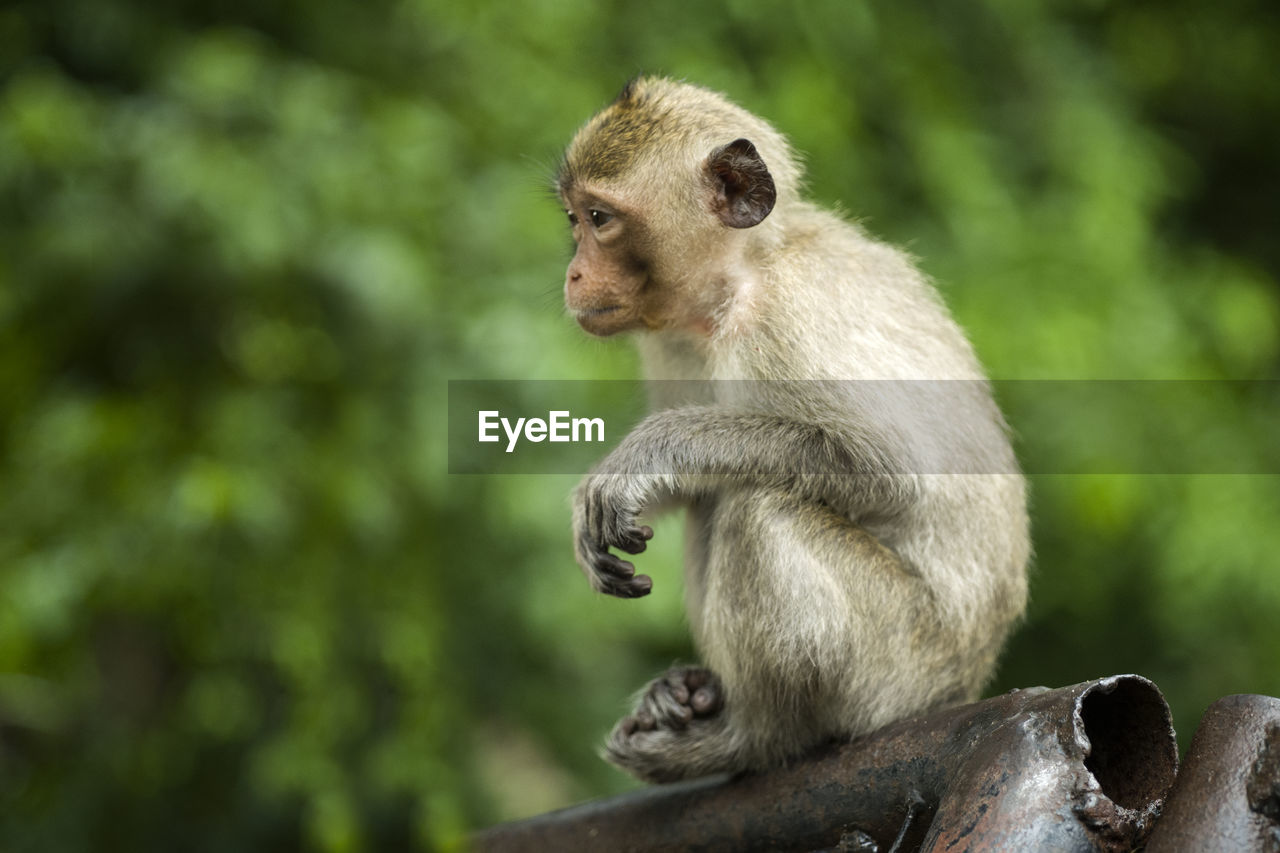 MONKEY SITTING ON TREE AGAINST BLURRED BACKGROUND