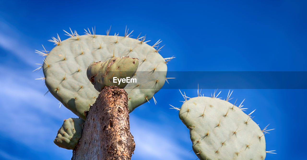 LOW ANGLE VIEW OF CACTUS GROWING AGAINST BLUE SKY