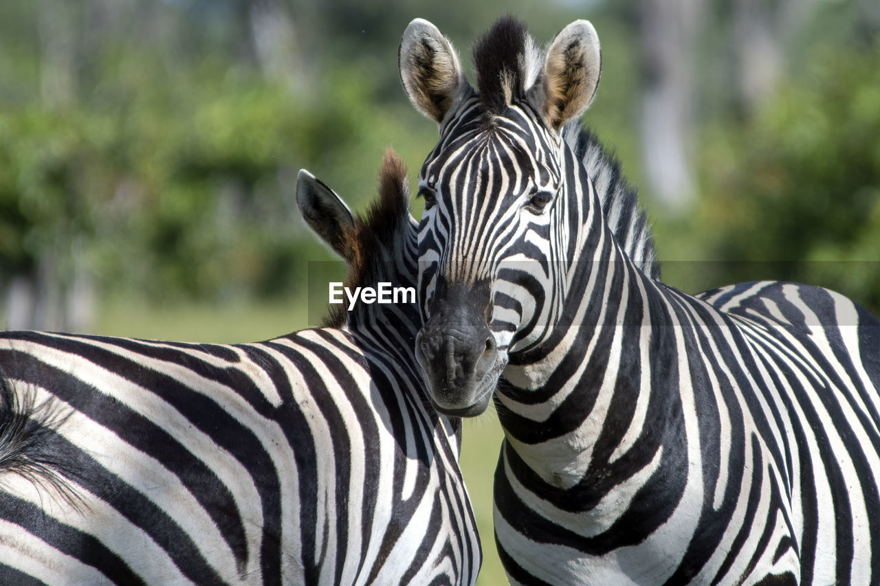 VIEW OF TWO ZEBRA