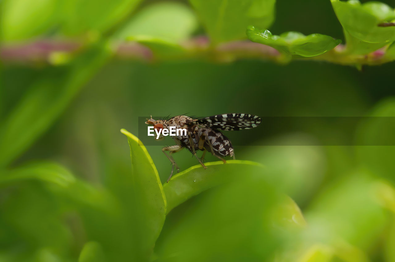 animal themes, animal, animal wildlife, green, wildlife, insect, one animal, nature, plant, plant part, close-up, leaf, flower, beauty in nature, no people, macro photography, selective focus, outdoors, butterfly, macro, animal body part, environment, day, animal wing
