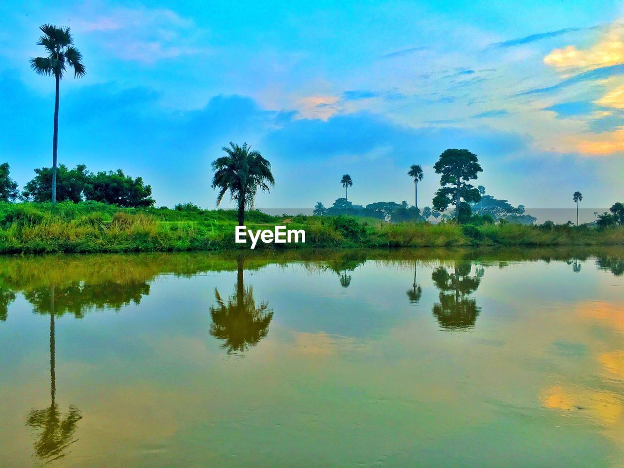 REFLECTION OF PALM TREES ON CALM LAKE