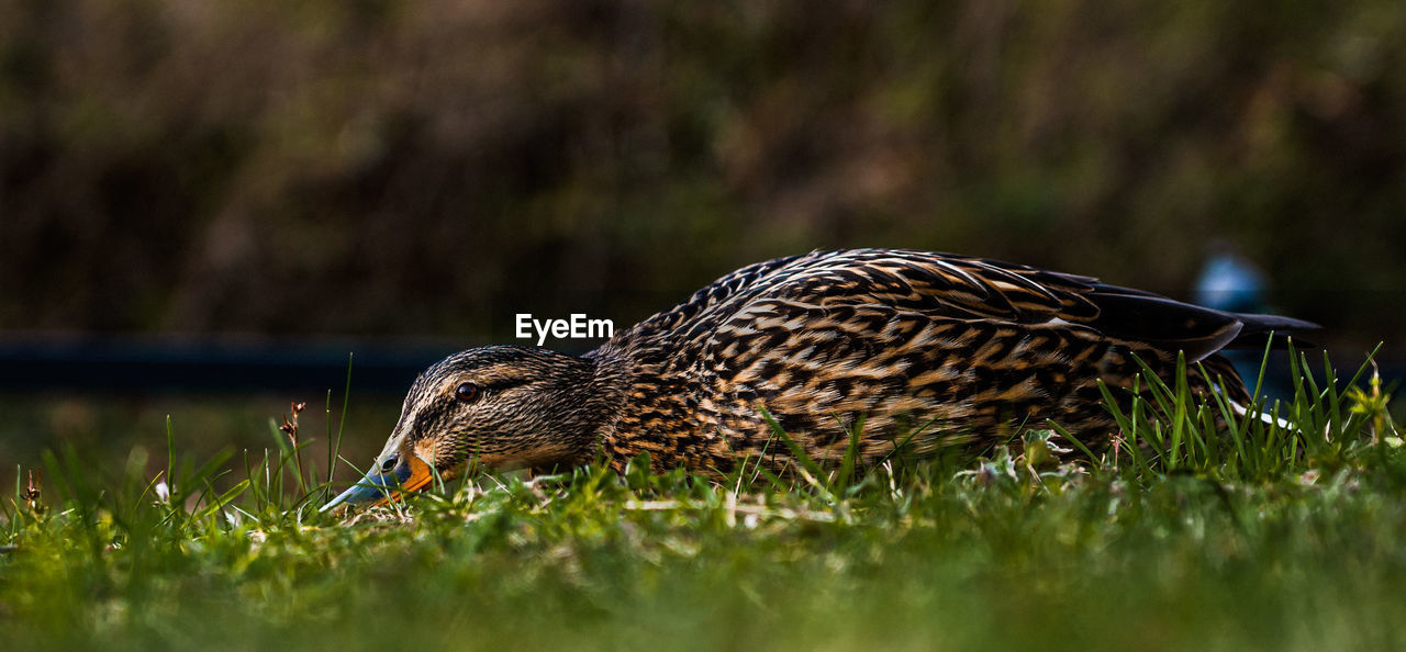 Side view of a bird on grass