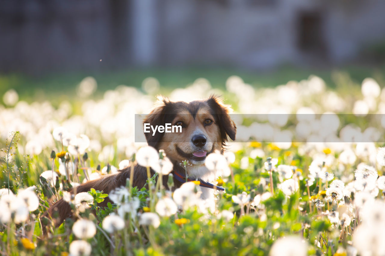 PORTRAIT OF A DOG LOOKING AWAY ON LAND