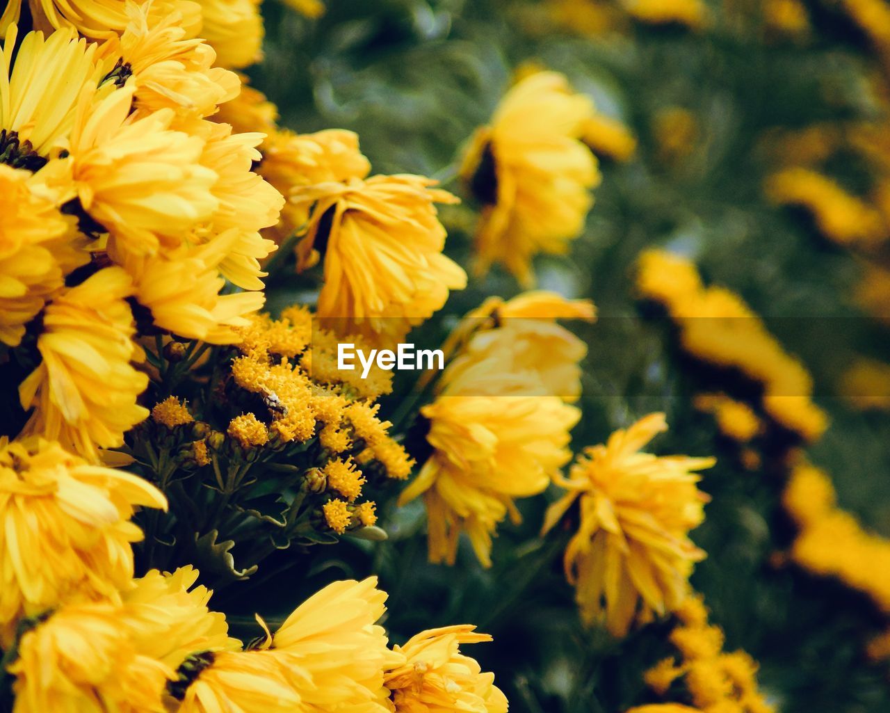 Close-up of yellow flowers