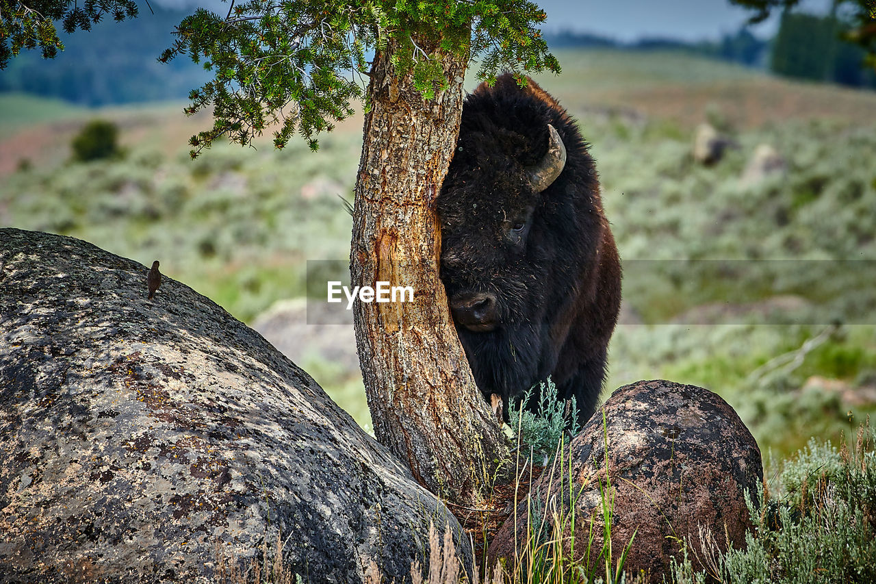 Bison rubbing pine tree at yellowstone national park.