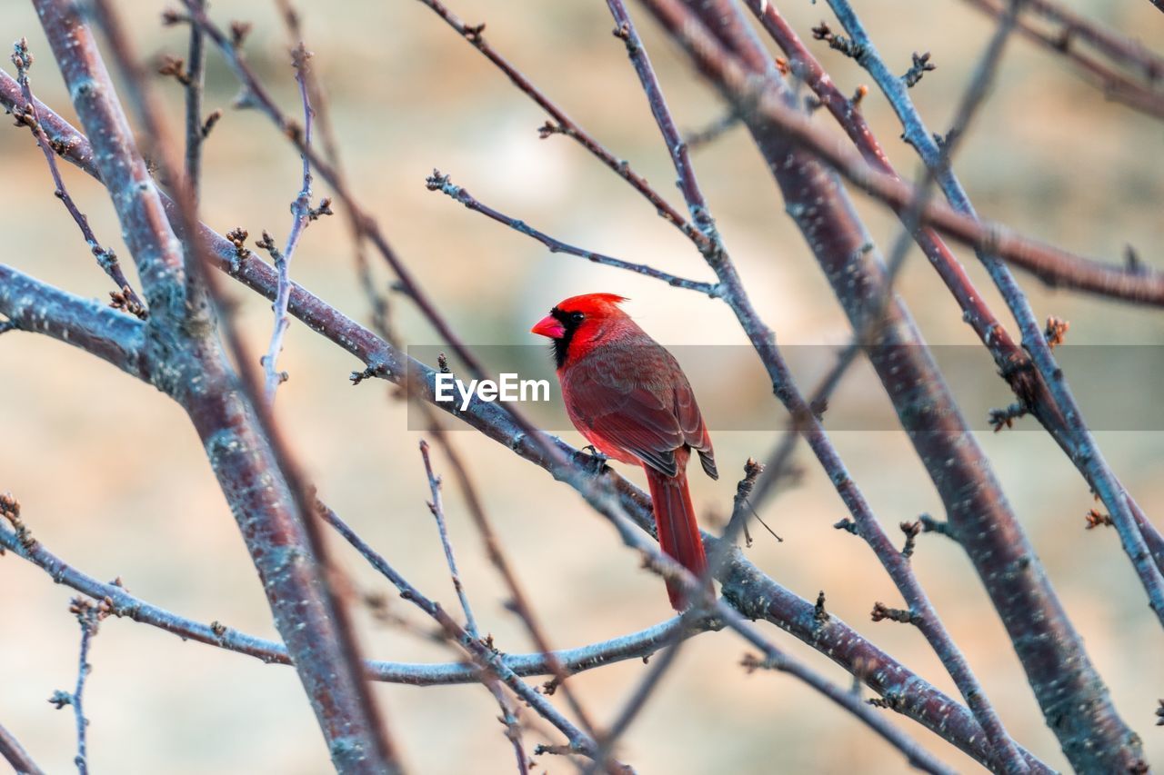 CLOSE-UP OF RED PERCHING ON TREE