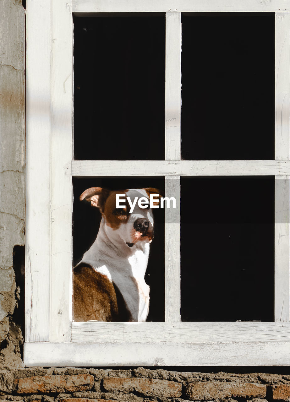 Portrait of dog looking through window