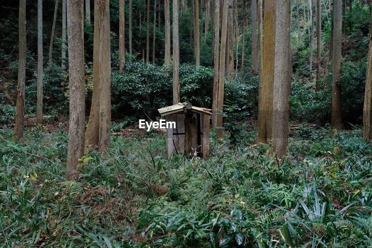 Ivy growing on tree trunk in forest