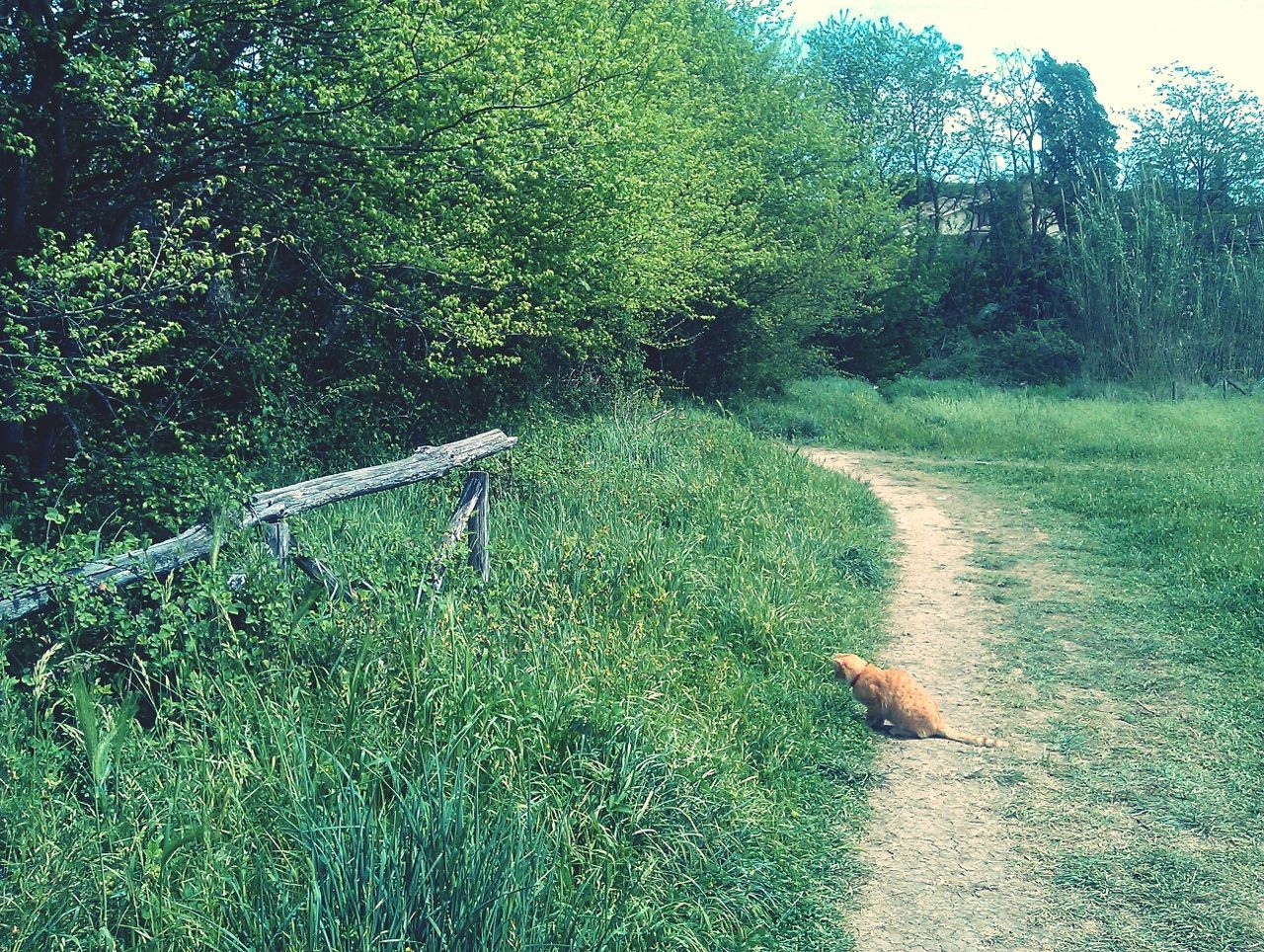 Cat looking at grass