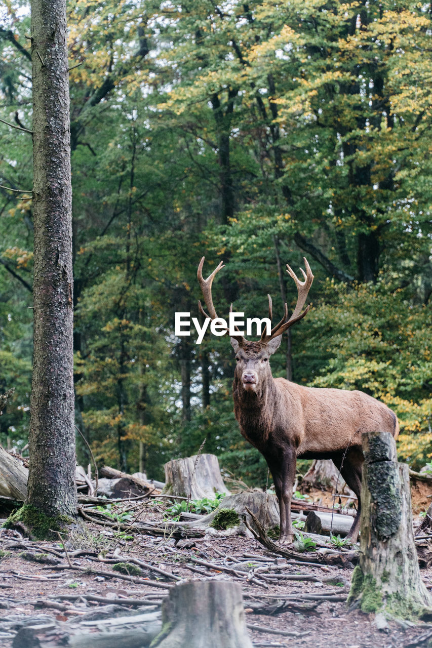 Deer standing in forest