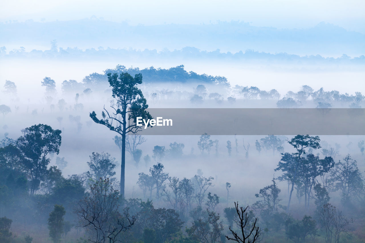 Trees in forest against sky