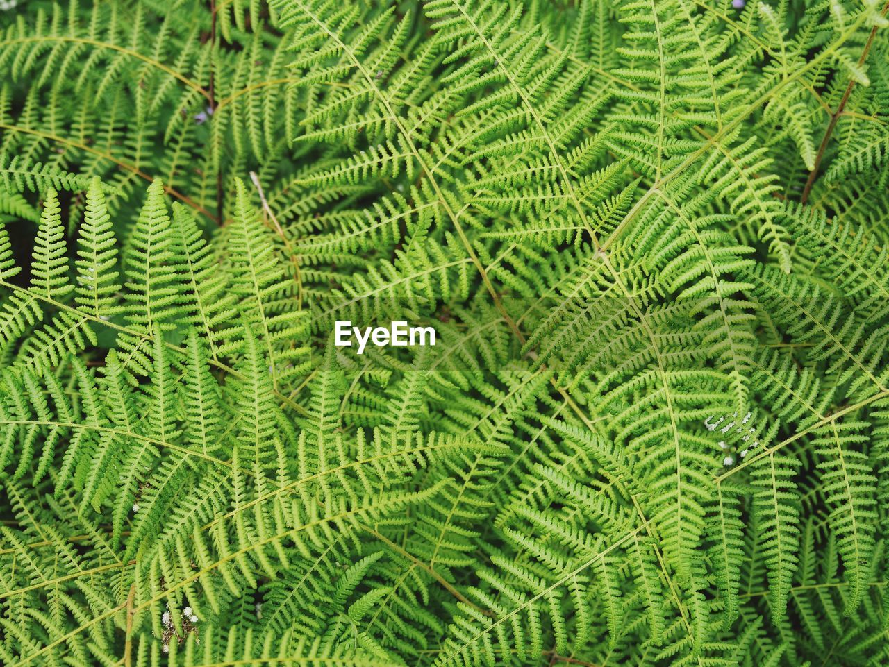 Full frame shot of fern tree leaves