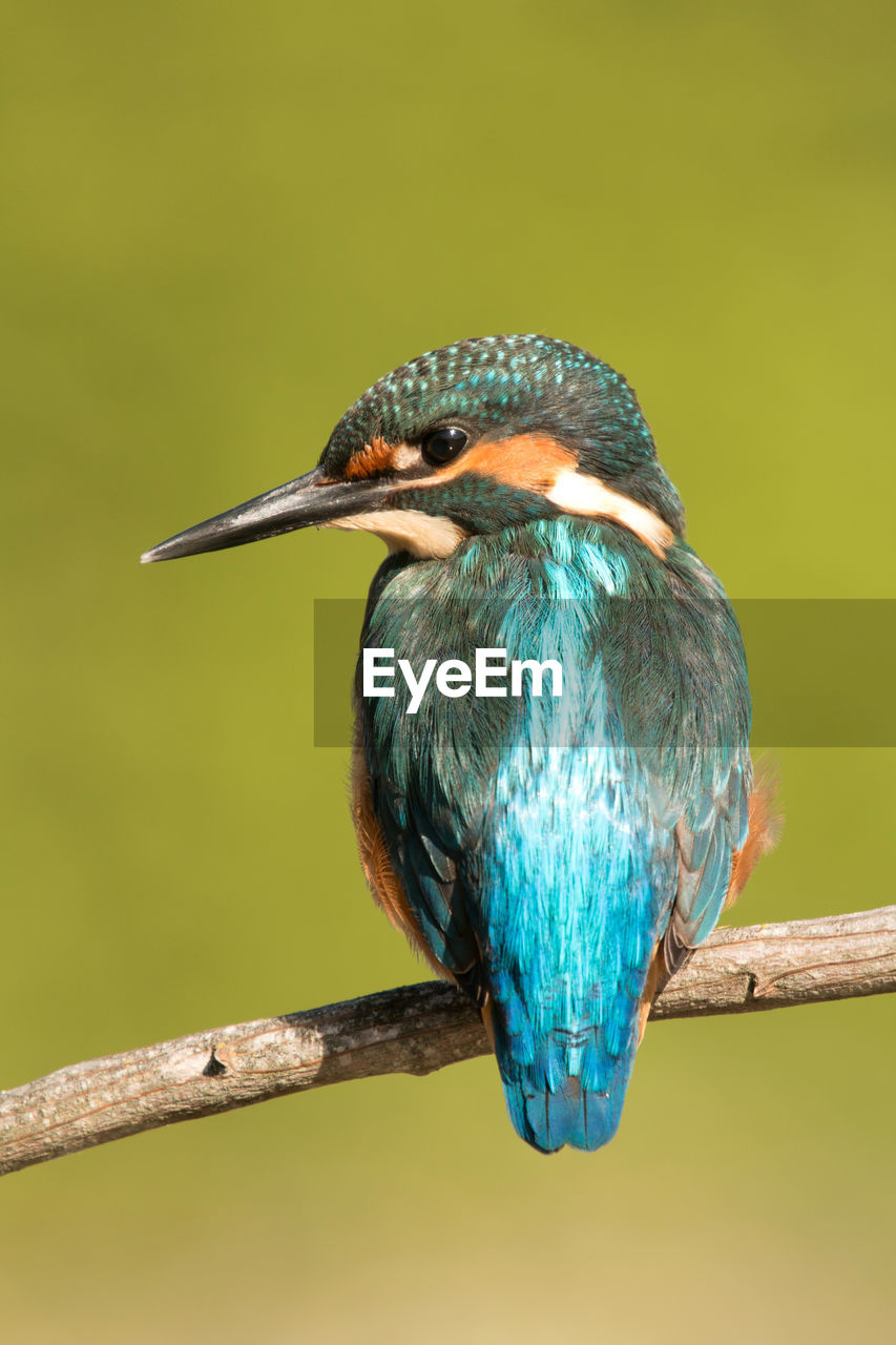 CLOSE-UP OF A BIRD PERCHING ON A BRANCH