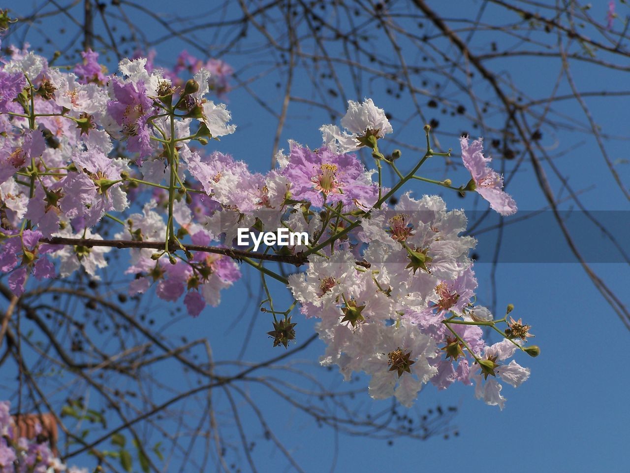 LOW ANGLE VIEW OF CHERRY BLOSSOM TREE