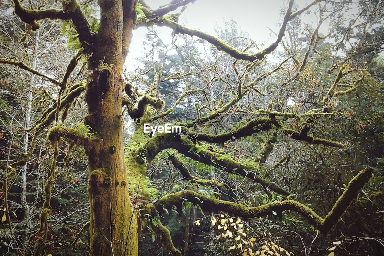 BARE TREES GROWING ON A TREE