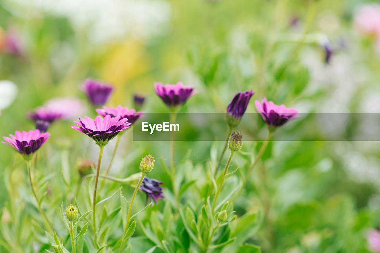 Lilac flowers of osteospermum grow in the garden