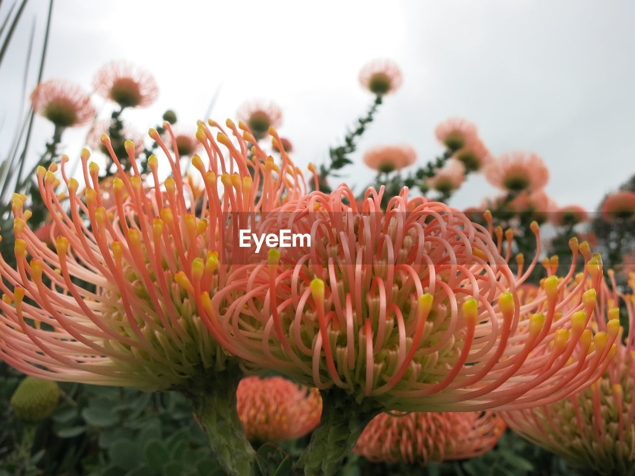 CLOSE-UP OF ORANGE FLOWERS