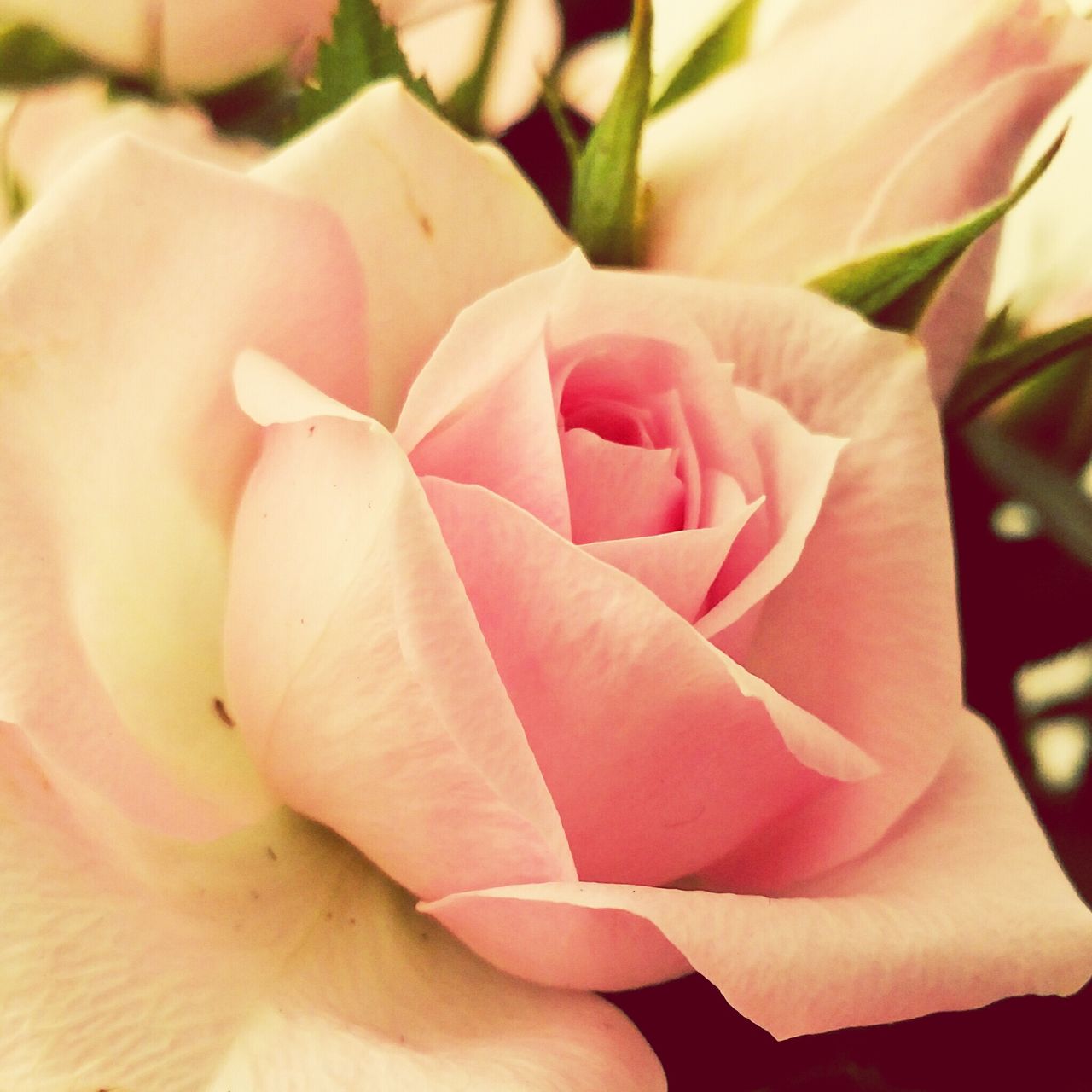 CLOSE-UP OF PINK ROSES