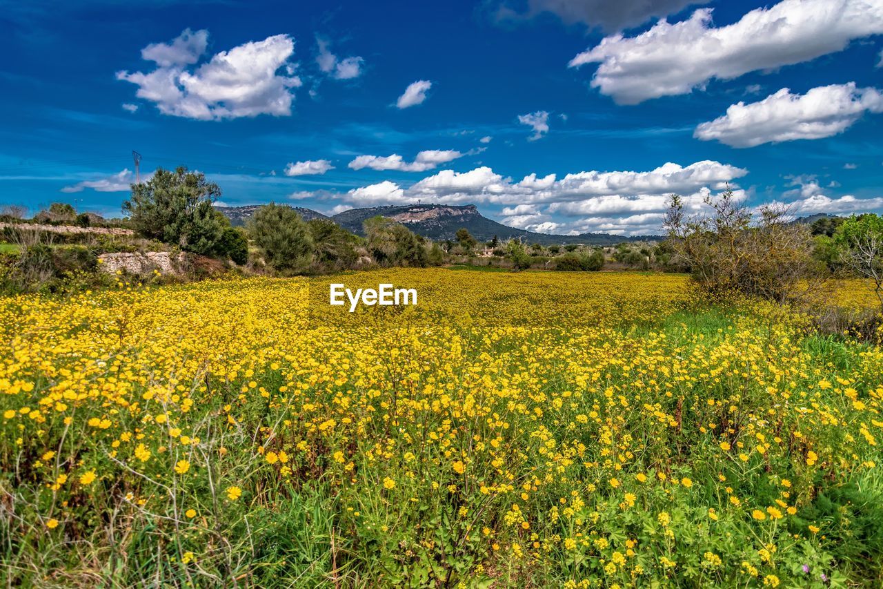 Yellow flowering plants on field against sky