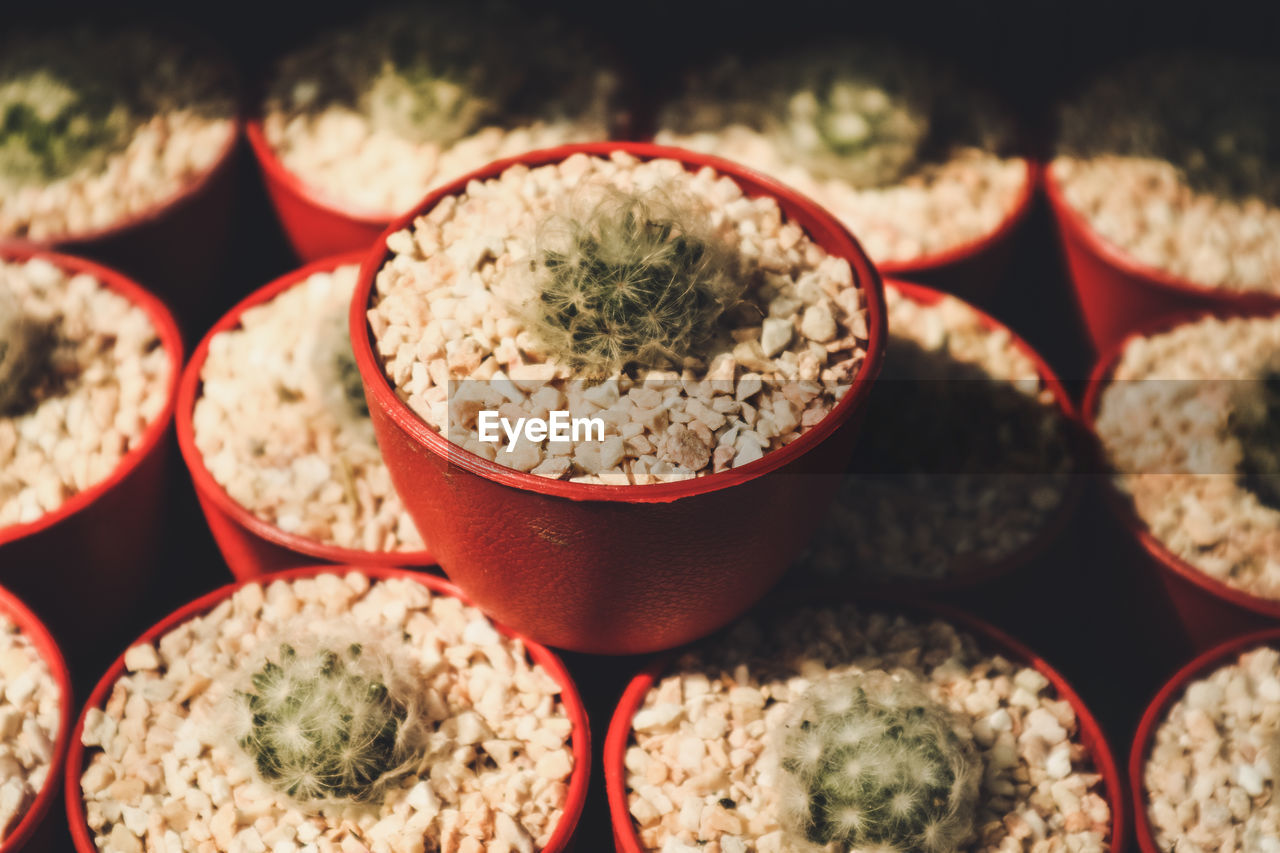 Close-up of potted cactus plants