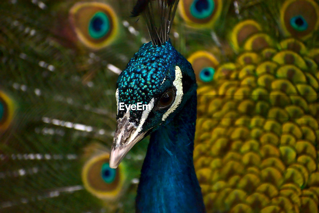 Portrait photo of a peacock