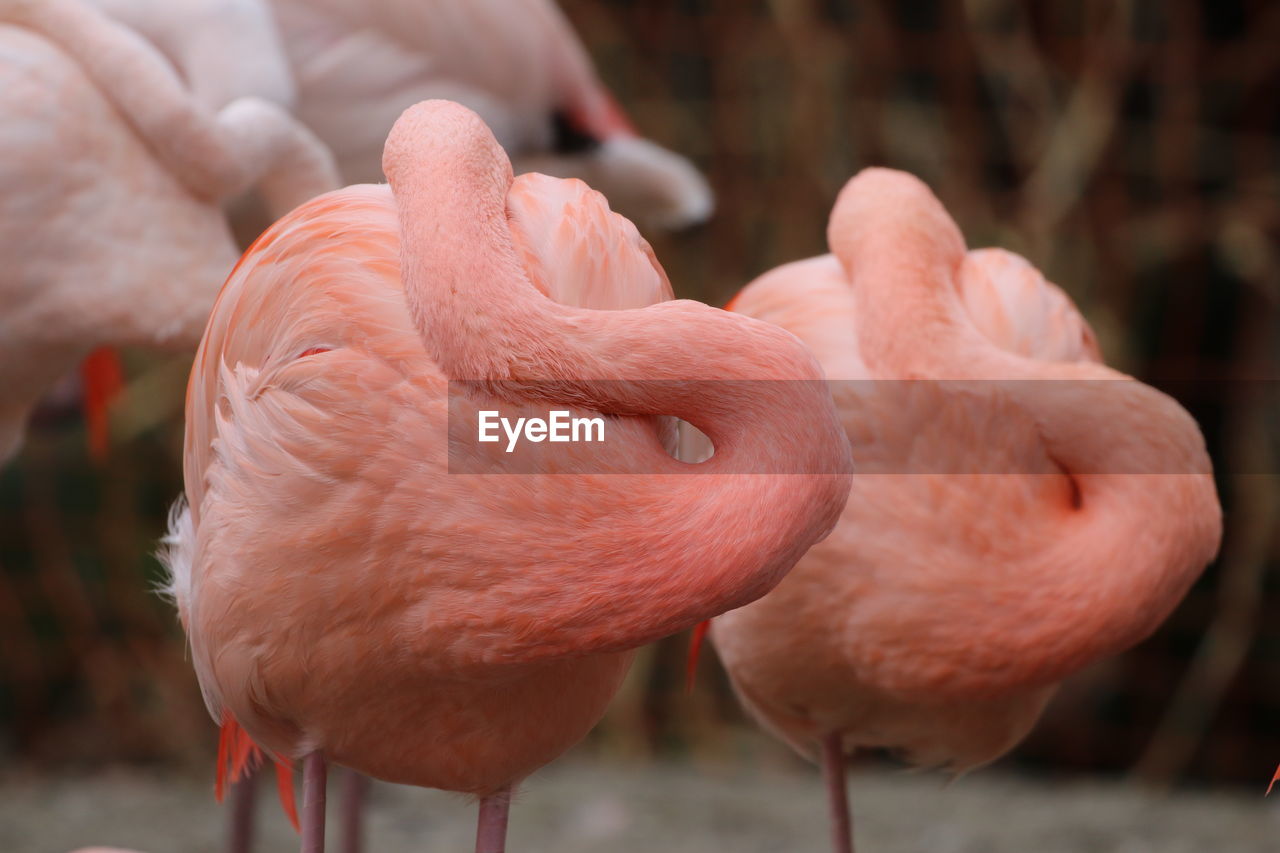 Close-up of flamingoes