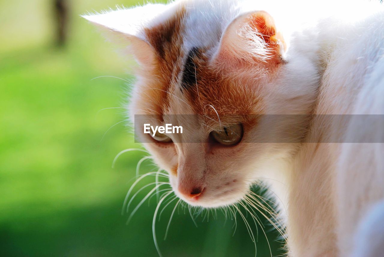 Close-up portrait of a cat