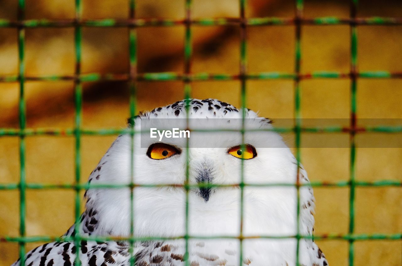 Close-up portrait of owl in cage at zoo