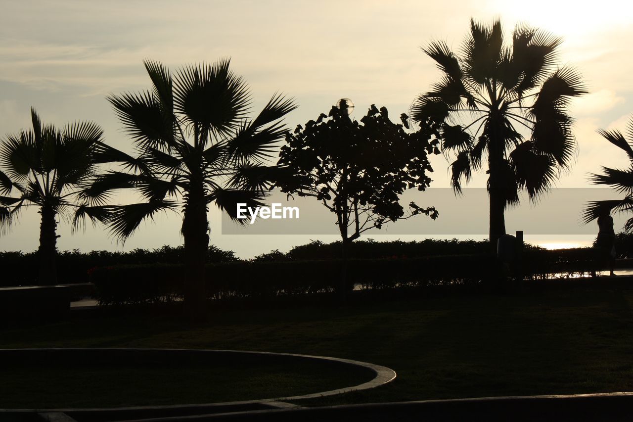 SILHOUETTE TREES ON FIELD AGAINST SKY AT SUNSET